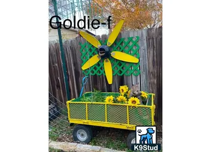 a yellow wheelbarrow full of yellow flowers